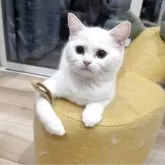 スコティッシュフォールド(立ち耳)