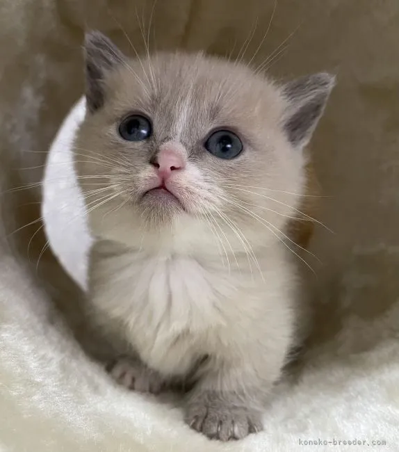 ID：2112-01577の子猫