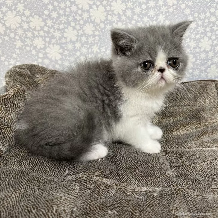 ID：2405-00764の子猫