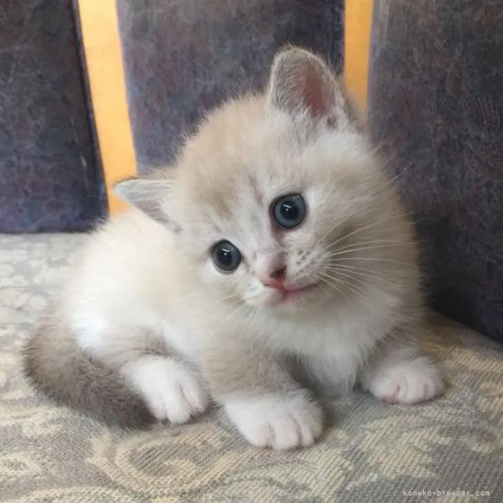 ID：2207-01071の子猫
