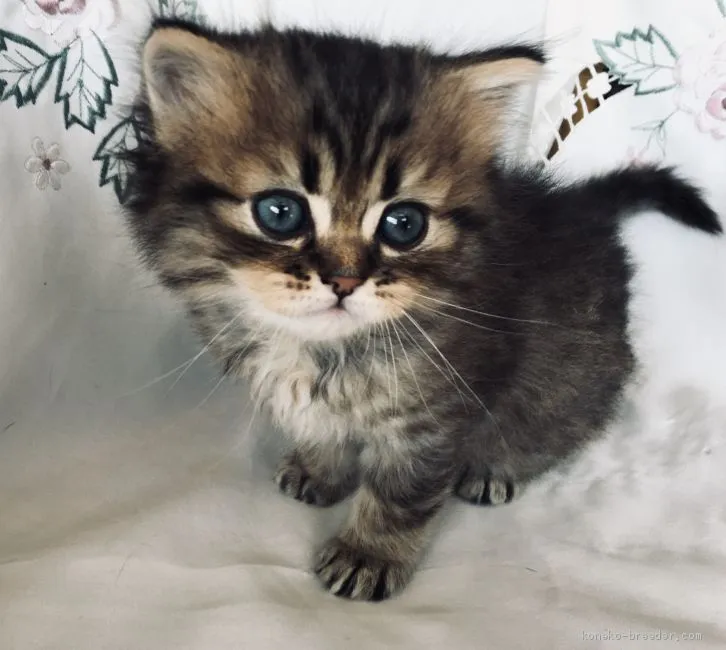 ID：2101-00808の子猫