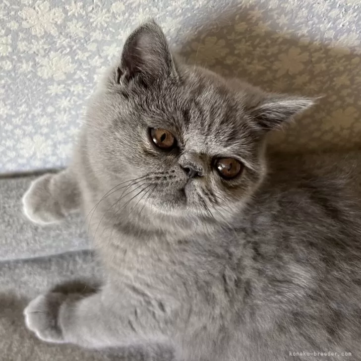ID:2406-02516の子猫
