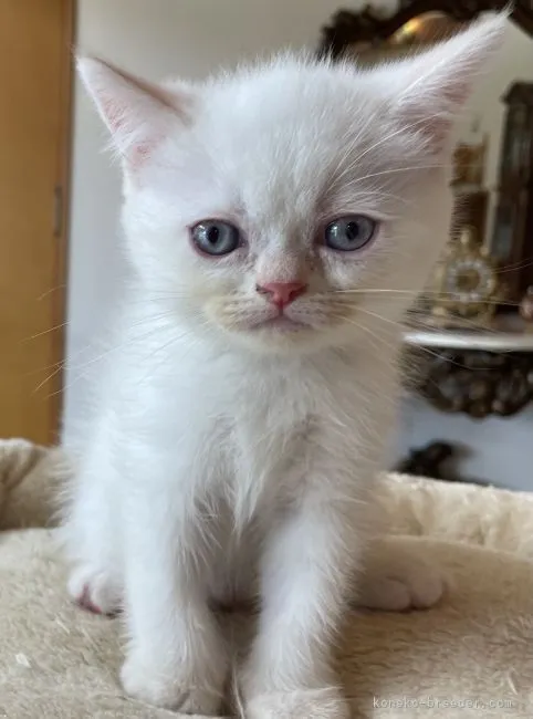 ID:2108-00552の子猫