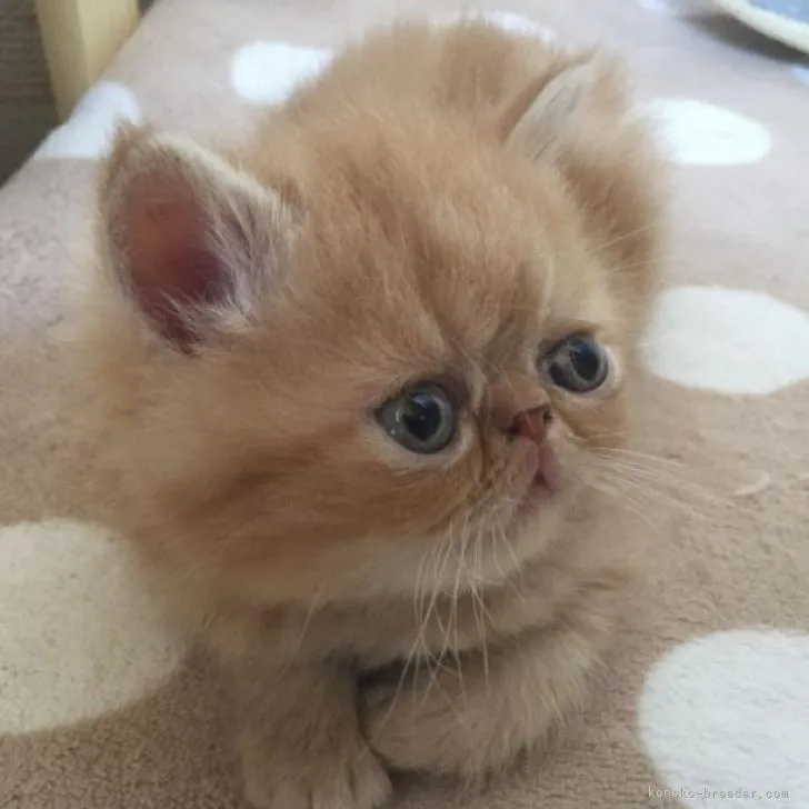 ID：2208-00892の子猫