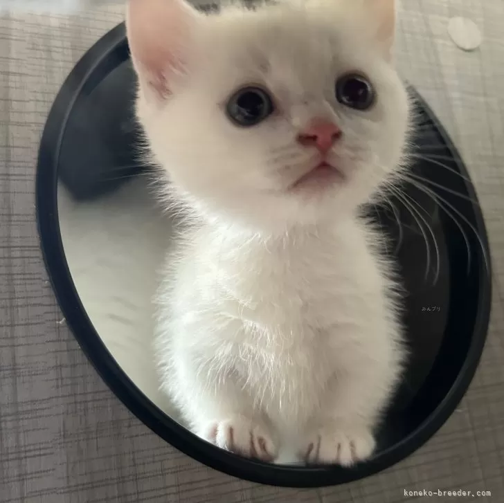 ID:2401-02263の子猫