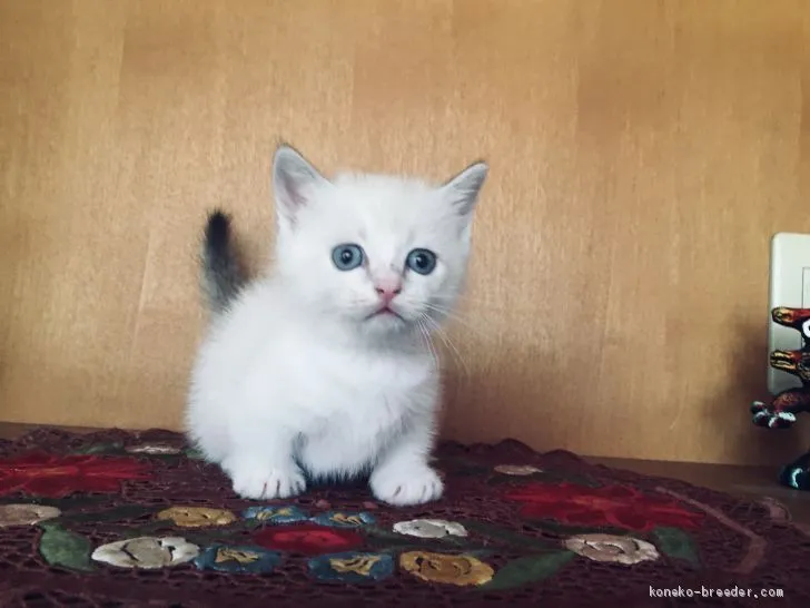 ID：2008-00956の子猫