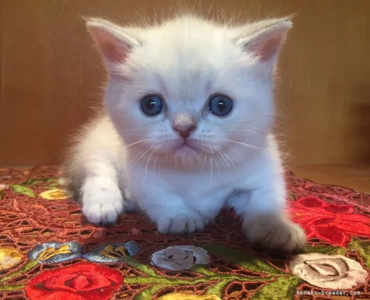 K.Y 様のお迎えした子猫