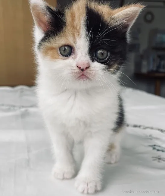 ID:2106-01785の子猫