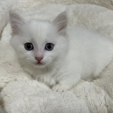 マンチカン(短足)【岡山県・男の子・2023年2月27日・ホワイト（セミロング）】の写真「ホワイトで可愛いお顔の男の子です💕」