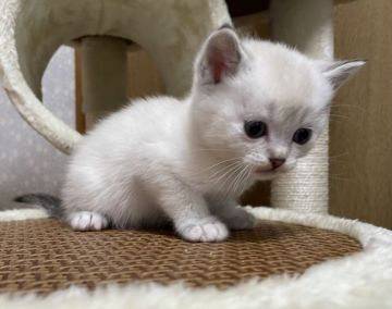 マンチカン(長足)【岡山県・男の子・2021年11月19日・ブルーポイント】の写真「父猫に似てお目々もブルーの男の子です♪💕」