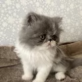 エキゾチックショートヘア【岡山県・男の子・2024年3月15日・ブルー&ホワイト】の写真1「おすまし顔してくれました📸パチリ画像より綺麗な毛色です♪」