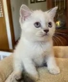 マンチカン(長足)【岡山県・女の子・2021年6月13日・ブルーポイントバイカラー】の写真1「8月6日撮影」