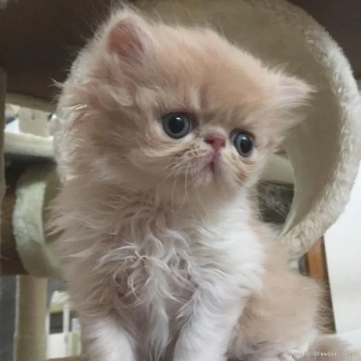 ID：2208-00894の子猫