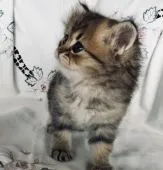 ミヌエット【岡山県・女の子・2020年12月9日・チンチラゴールデン】の写真2「おすまし横顔です😸」