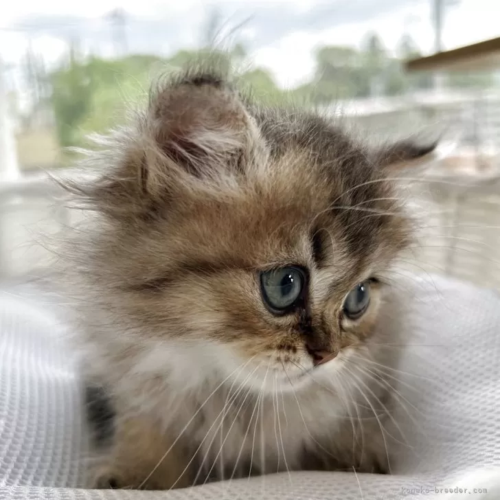 ID:2505-03990の子猫