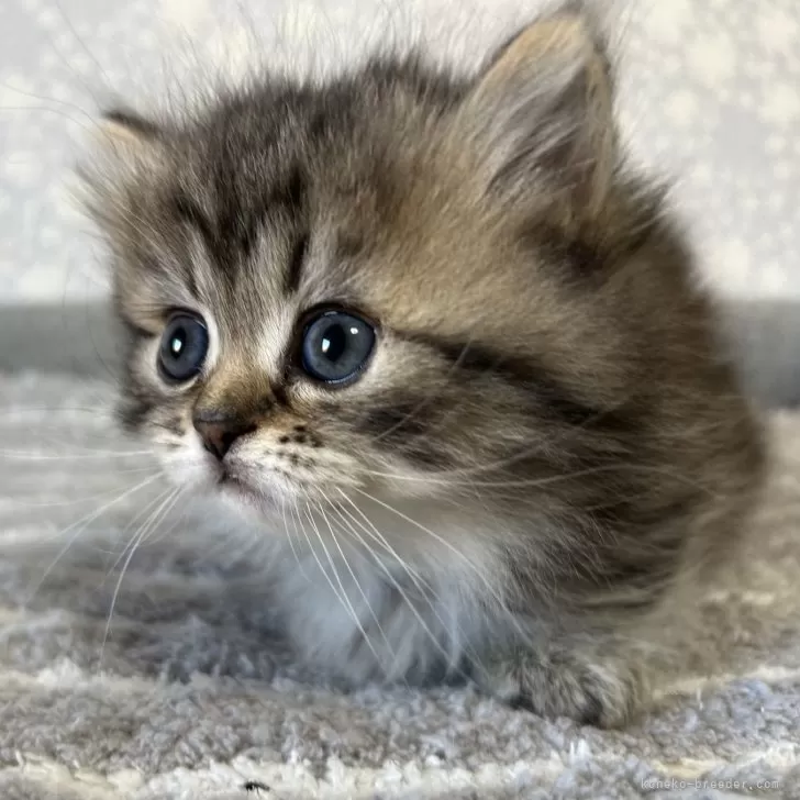ID:2501-00015の子猫