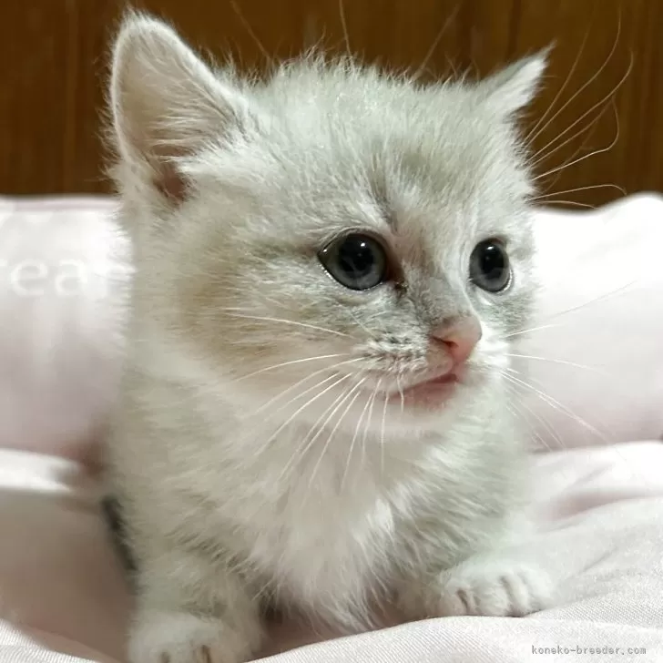 ID：2504-03427の子猫