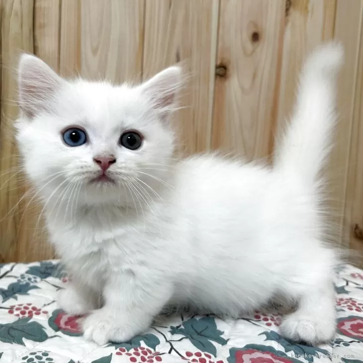 ID：2508-00682の子猫