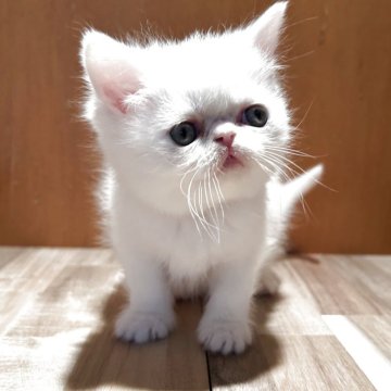 ミヌエット(長足)【岡山県・女の子・2025年11月10日・ホワイト】の写真「丸顔で可愛い女の子です💕」