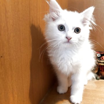 マンチカン(長足)【岡山県・男の子・2025年3月17日・ホワイト（セミロング）】の写真「賢くてとても綺麗なホワイトの男の子です💕」