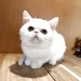 ミヌエット(長足)