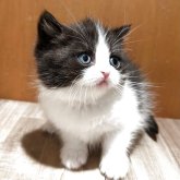 ミヌエット(長足)