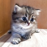 ミヌエット(長足)