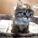 ミヌエット(長足)【岡山県・男の子・2025年4月9日・チンチラゴールデン】の写真1「毛色の模様もバランス良く左右対象に入っています」