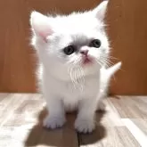 ミヌエット(長足)