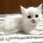 マンチカン(短足)