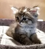 ミヌエット(長足)【岡山県・男の子・2025年4月9日・チンチラゴールデン】の写真2