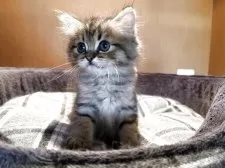 ミヌエット(長足)【岡山県・男の子・2025年4月9日・チンチラゴールデン】の写真4