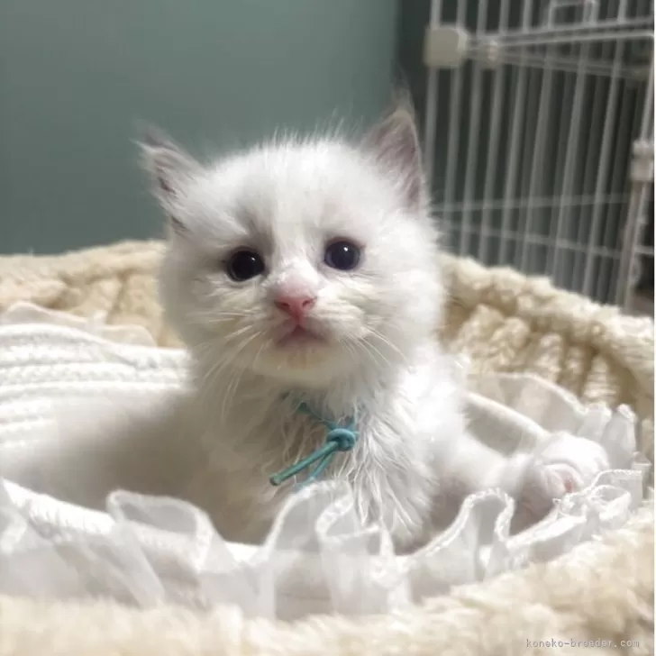 Ｋ☆ 様のお迎えした子猫