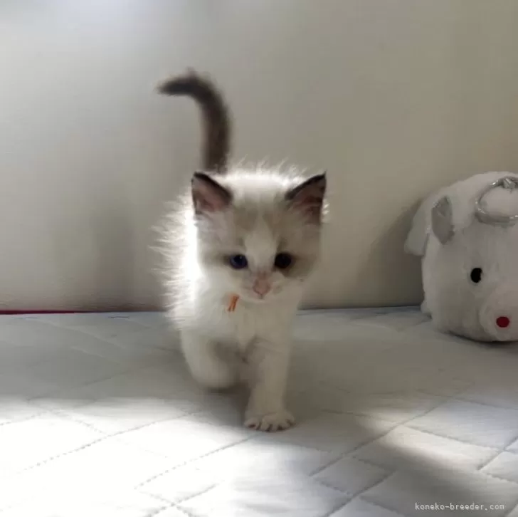 ID:2507-02994の子猫