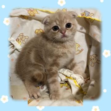 スコティッシュフォールド【愛知県・男の子・2022年10月2日・クリームタビー（ショート）】の写真「募集は金曜まで
おめめくりくりおっとりくん︎💕︎」