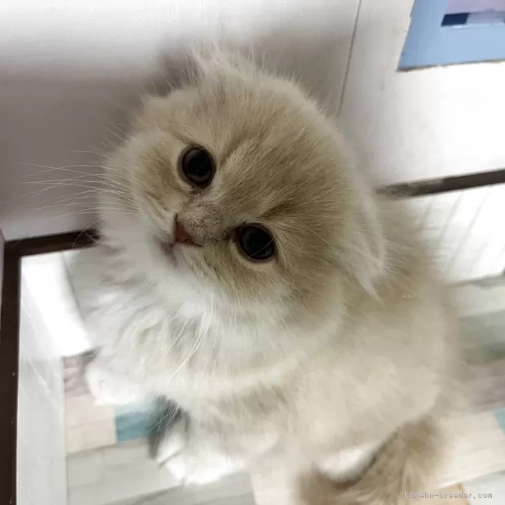 スコティッシュフォールド(折れ耳)【愛知県・男の子・2025年10月25日・クリーム&amp;ホワイト】の写真1
