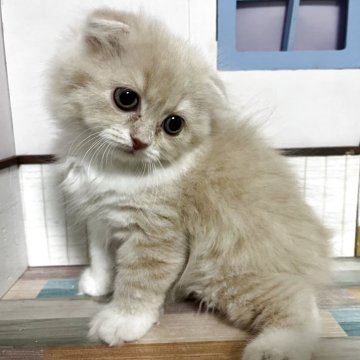 スコティッシュフォールド(折れ耳)【愛知県・女の子・2025年10月25日・クリーム&ホワイト（ロング）】の写真「とてもかわいいです！ムチムチコロコロです💕」