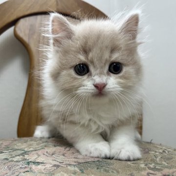 スコティッシュフォールド(立ち耳)【愛知県・男の子・2025年9月14日・クリーム&ホワイト（ロング）】の写真「可愛い男の子☺️」