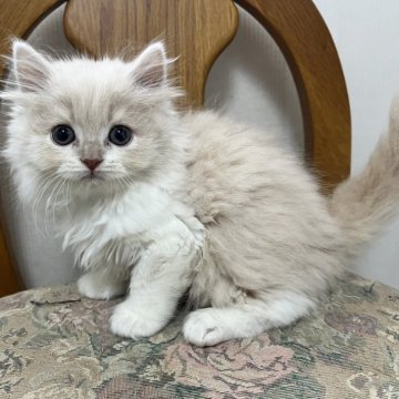 スコティッシュフォールド(立ち耳)【愛知県・男の子・2025年9月14日・クリーム&ホワイト（ロング）】の写真「可愛い男の子☺️」