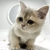 ブリティッシュショートヘア