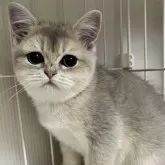 ブリティッシュショートヘア