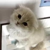 スコティッシュフォールド(折れ耳)