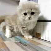 スコティッシュフォールド(折れ耳)【愛知県・男の子・2025年10月25日・クリーム&ホワイト】の写真8