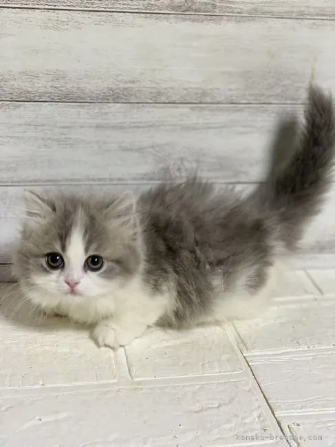 ID：2204-01896の子猫