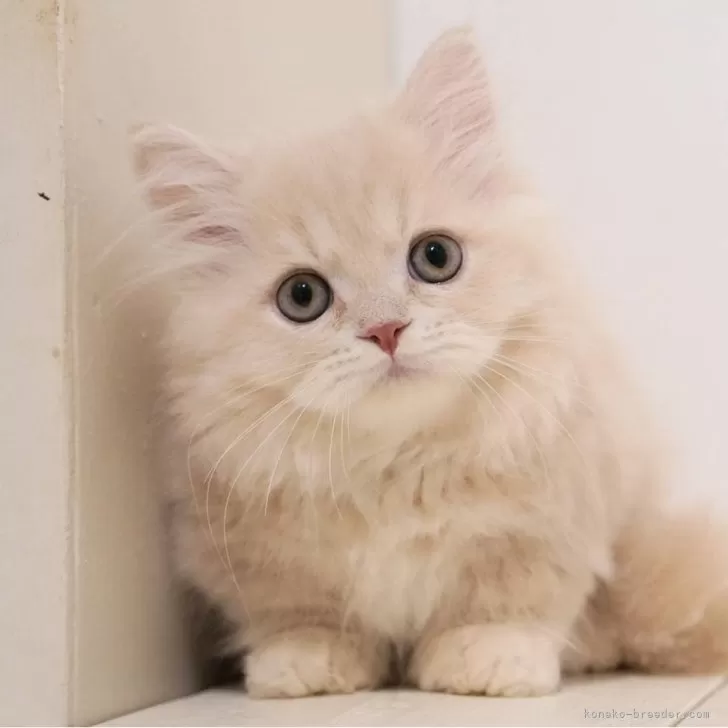 ID：2410-01112の子猫