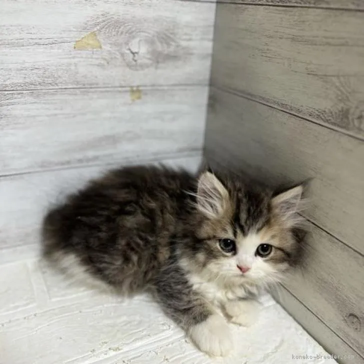 ID：2301-02211の子猫