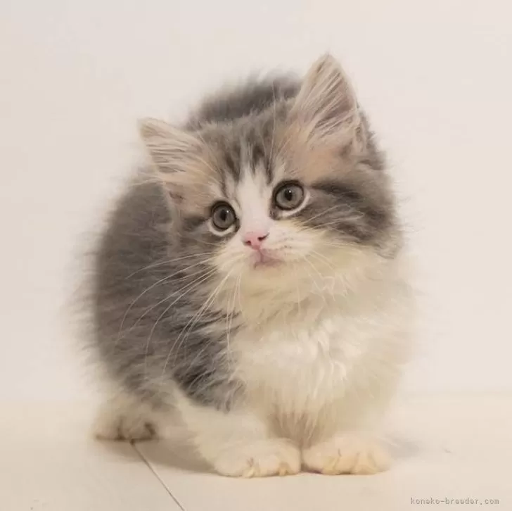 ID：2409-02513の子猫