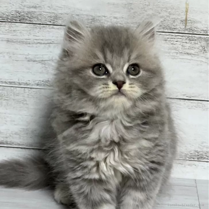 ID:2409-02515の子猫