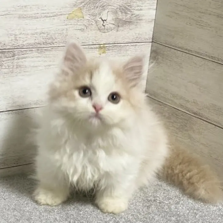 ID:2305-03788の子猫