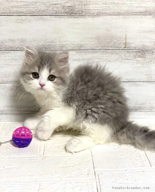 ID:2206-01171の子猫